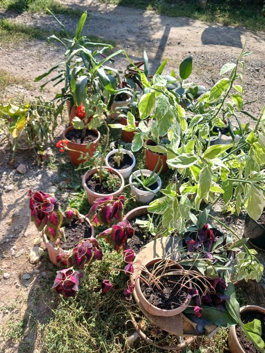 Комнатные цветы растения