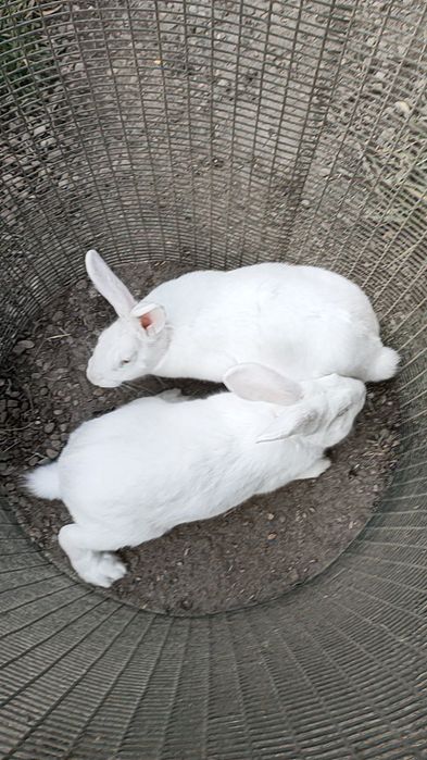 Vând femele mature de iepue  Pannon