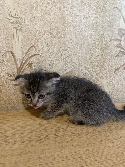 Котята ищут хозяина