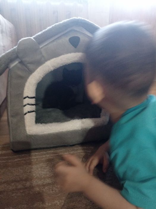 Отдам маленького  котёнка.