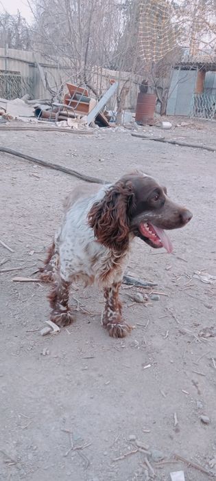 Спаниель Продам охотника