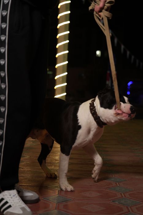 Собака чистокровный королевский Стафф на вязку