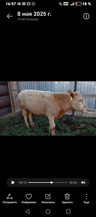 Бұқа 2 жарым жасар