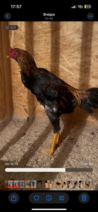 Тайго Шамо дакан петух