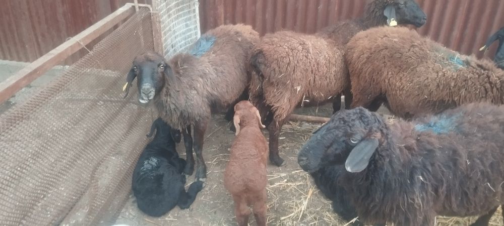 Қозылы қой 3 еркек 3кргашы