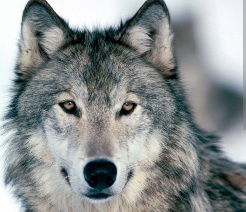 Продам шкуры волков