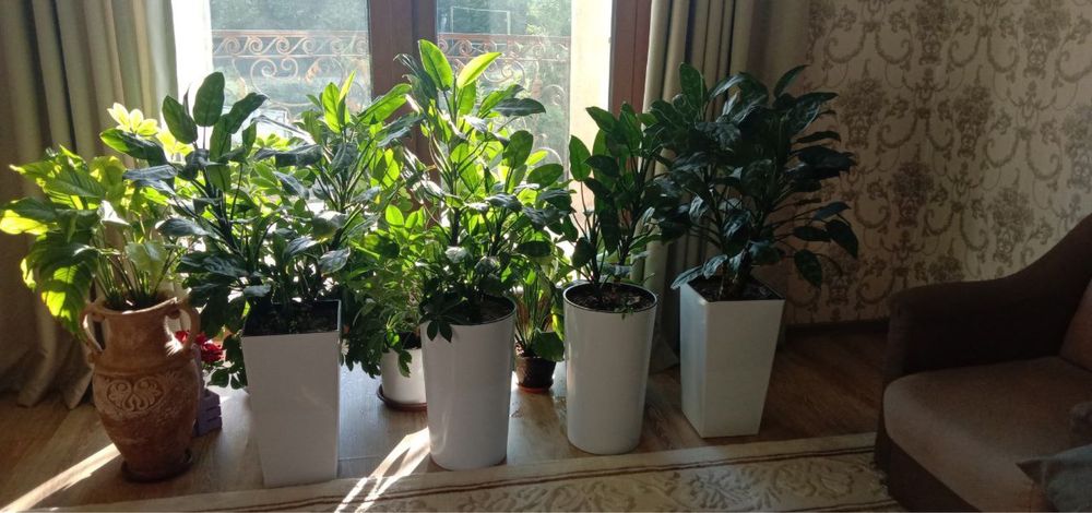 Офисные цветы. Аглонема рост 1,5 метр. Офис гуллари. Ofis gullari
