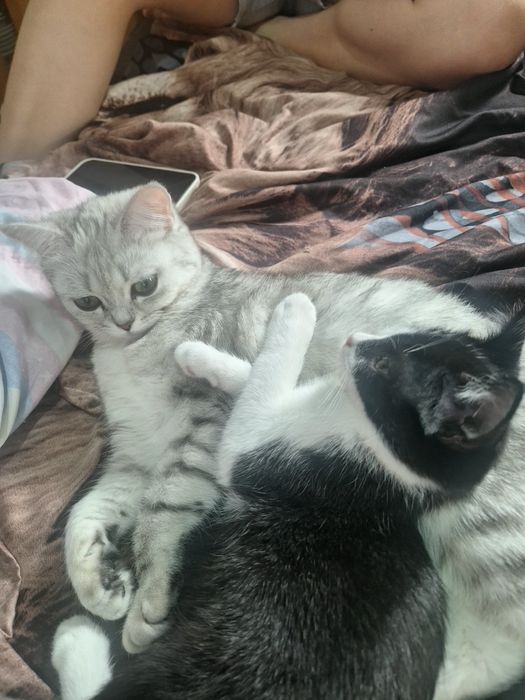 Котенок помесь с британской шиншилой