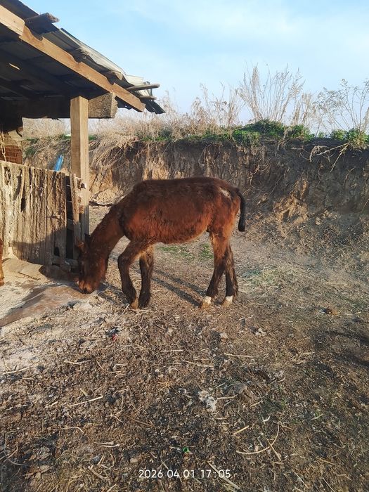 Продам хорошего жеребёнка