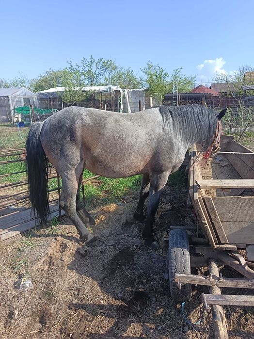 Vând armăsar 4 ani garantat la căruță la orice...