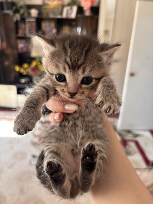 Отдам котят в добрые руки