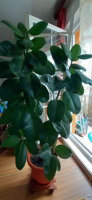 Vand ficus inaltime 135 cm, cu ghiveci 160 cm.