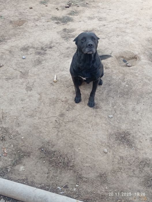 Собака каникорса