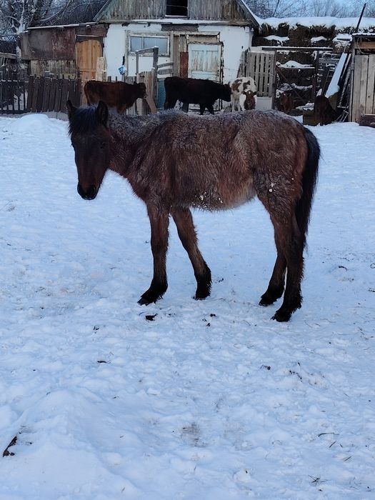 Жабағы сатылады. Еркек