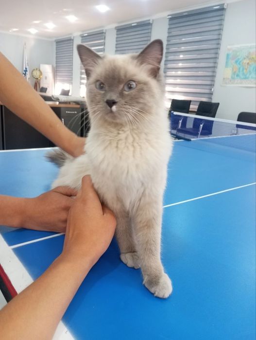 Регдолл мушук  кулга  ургатилга