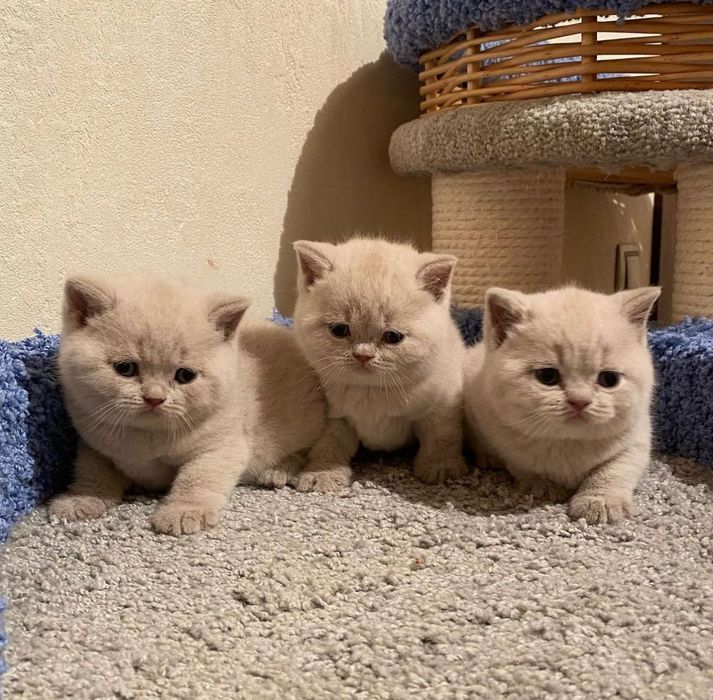 Лиловые британские котята!)
