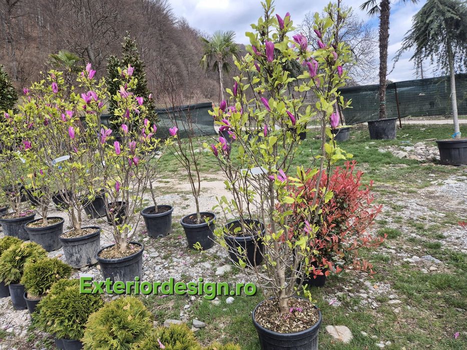 leylandii, gard viu plante ornamentale Chiparos Leylandii gard viu, livrare rapidă