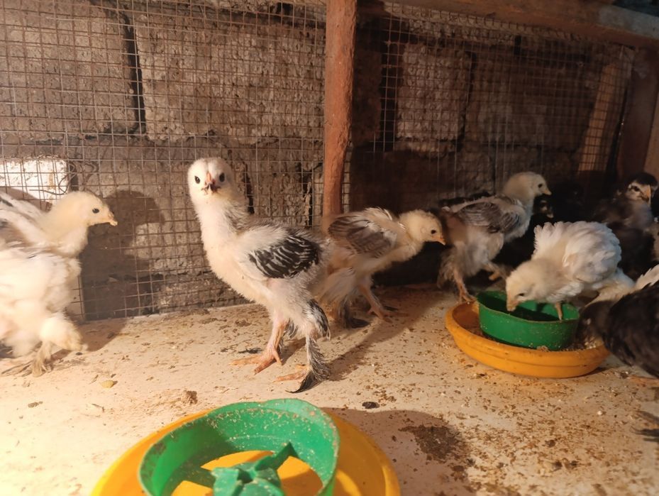 Цыплята  брама  продаются
