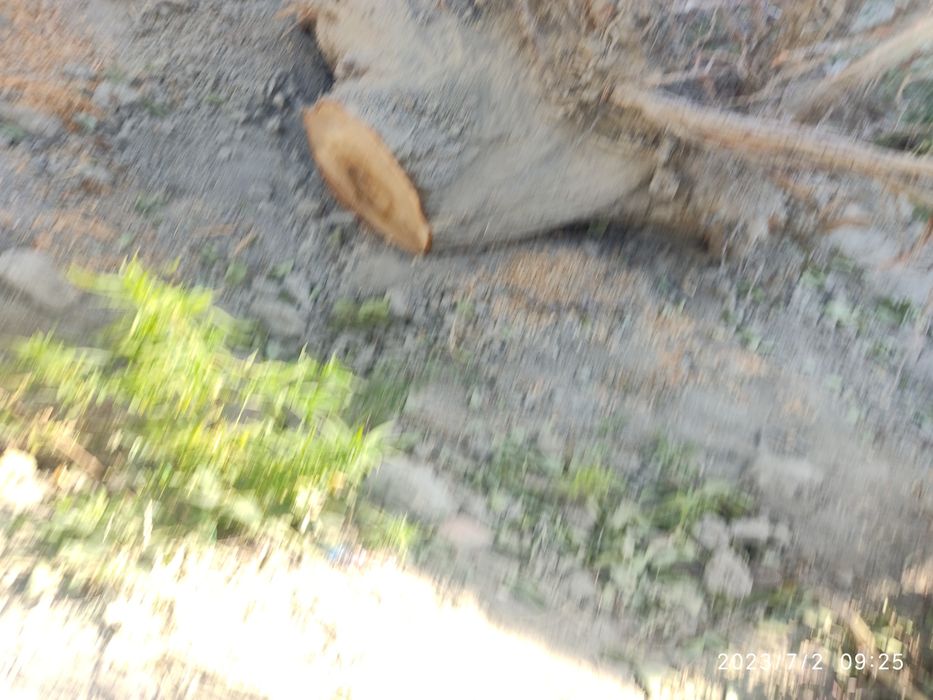 Ўтин сотилади. Когонда.Залдори дарахти. Қуруқ ўтин