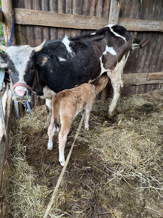 Продам корову с теленком