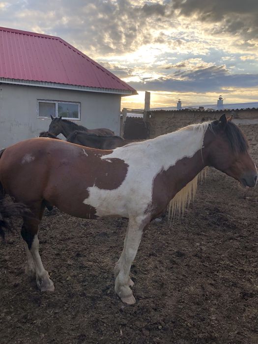 Айғыр сатылады 650 000  !!!