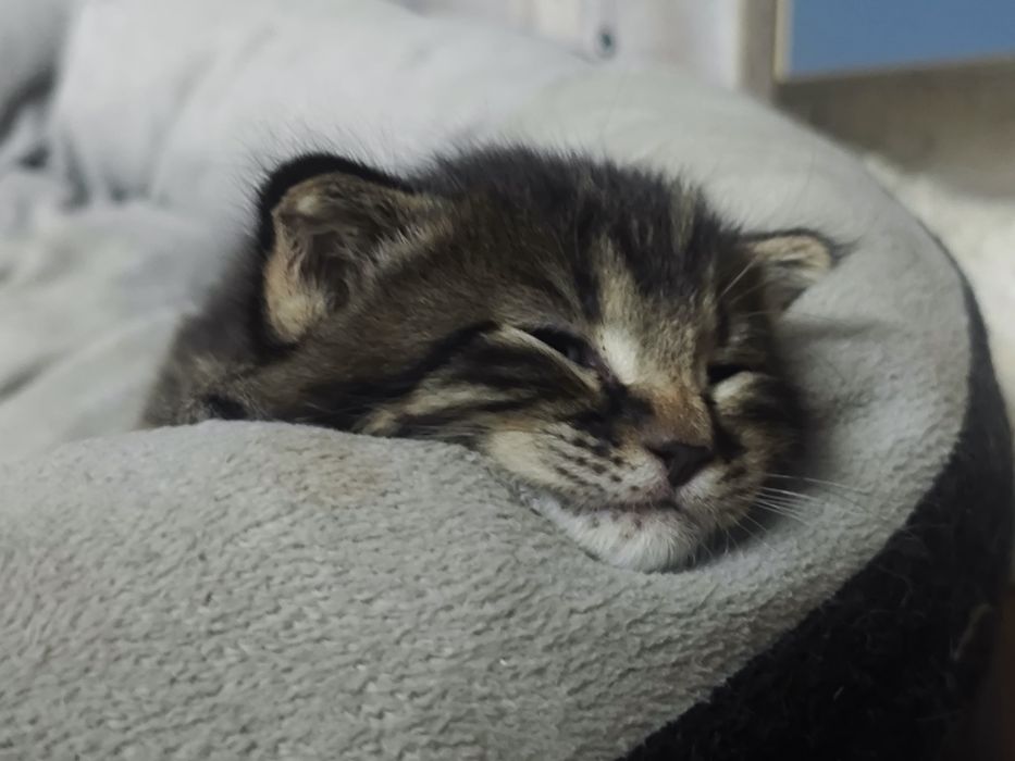Отдаем котят в хорошие руки!