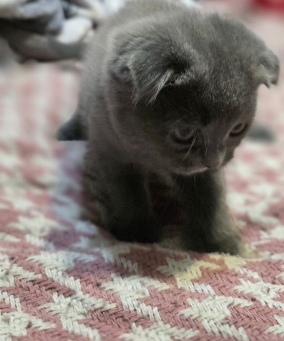 Милыйи котёнки пушистый