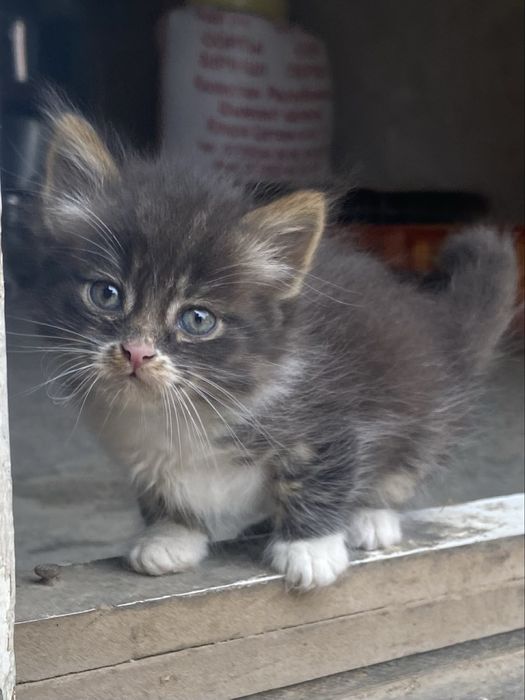 Бесплатно котята