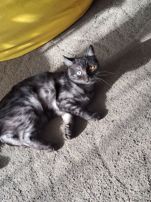 кошка , отдам бесплатно