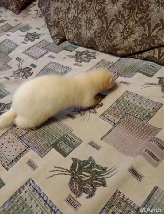 домашний хорекла сотилади