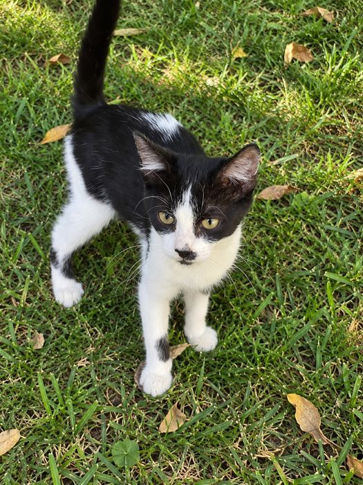 Adoptie pui pisica fetita