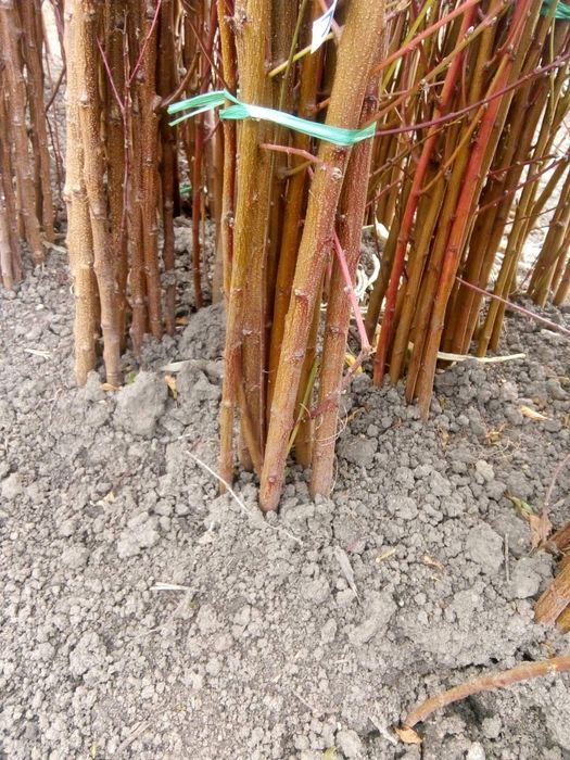 Vand pomi fructiferi columnari si normali ,vita de vie