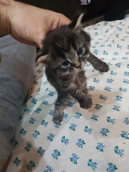 Uy mushugi toza yaqinda tug‘ilgan 2 oylik