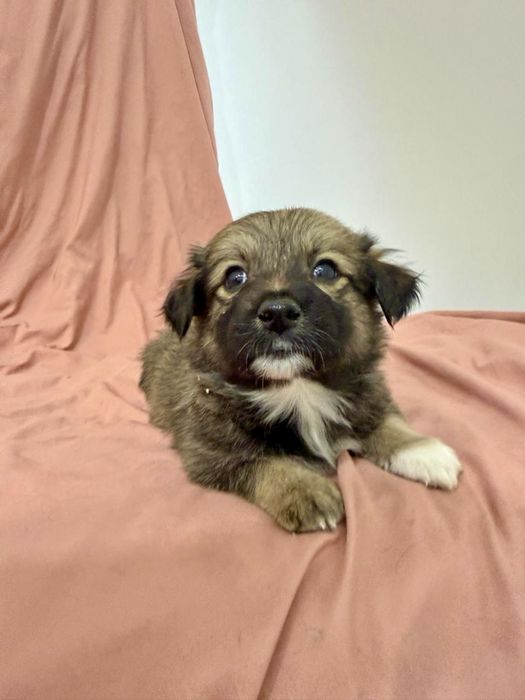 Щенки в добрые руки