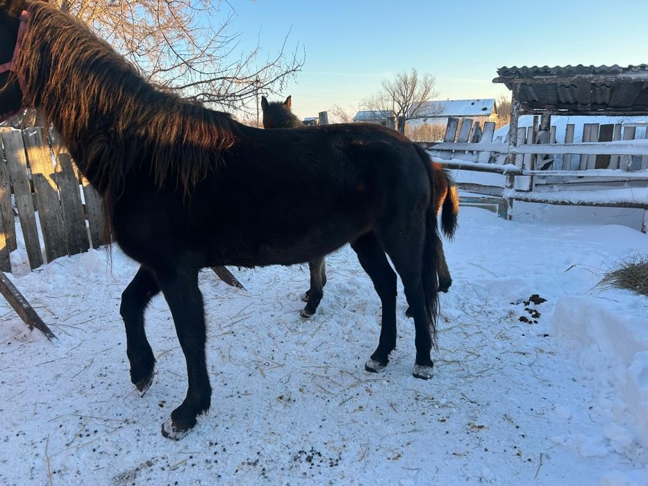 Продам  кабылу с жеребенком