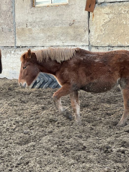 Согым откормленых лощадей