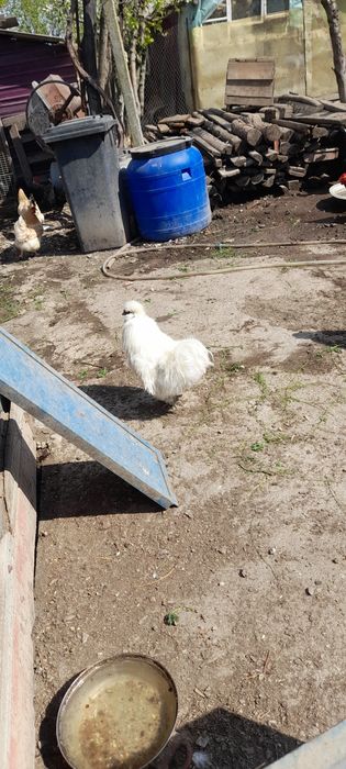 Vând cocoși de pitică și mătase