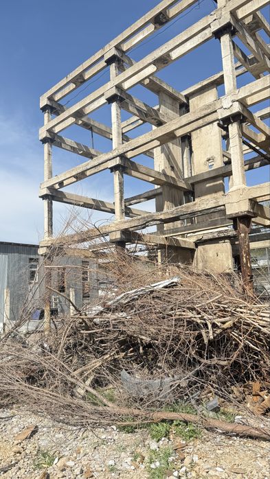 Тегін Ағаш Шымкент қаласы