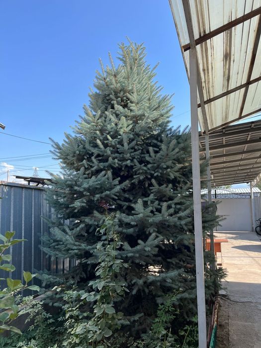 Продам голубую ель