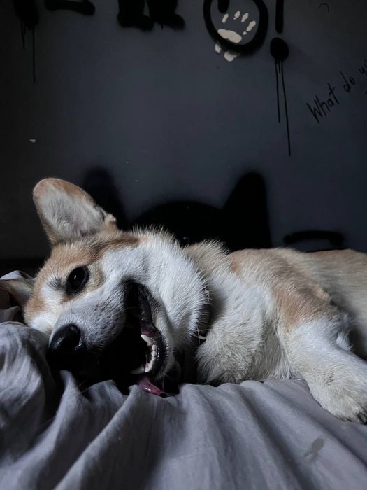 Кабель корги для вязки