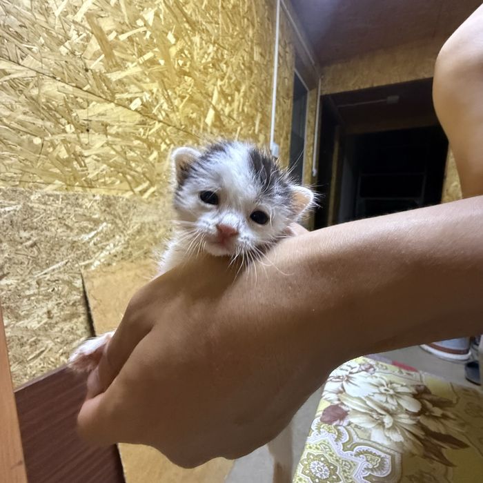 Отдам котенка в добрые руки