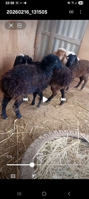 Токтылар сатылады