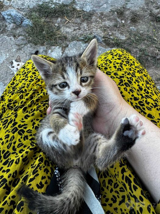 Отдам котят бесплатно в хорошие руки