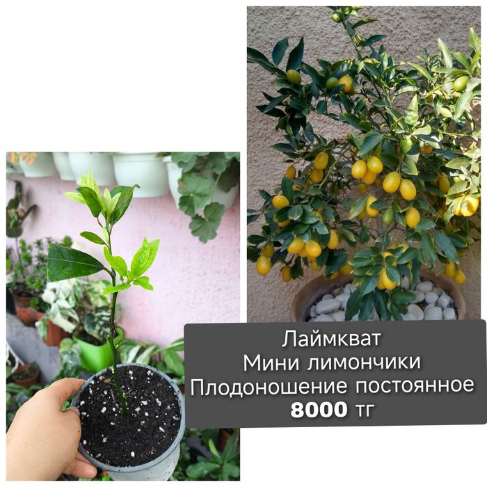 Лимон плодоносящий 3 сорта