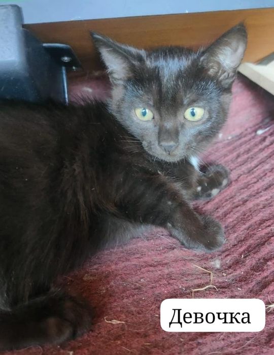 Отдам очаровательных котят