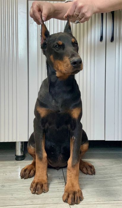Доберман девочка 4 мес