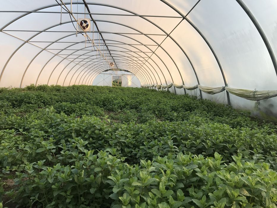 Sere , solarii , arcade