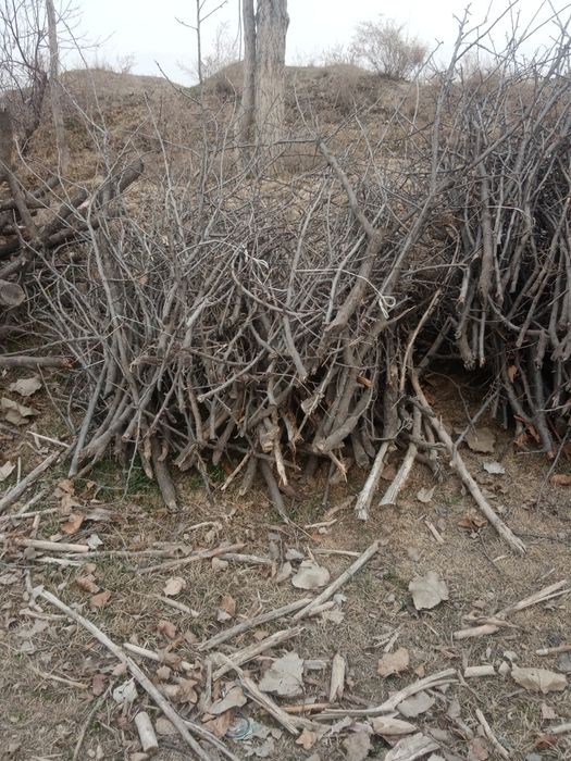 O'tin. Otin. Sotiladi arzon narxda qilib beramiz