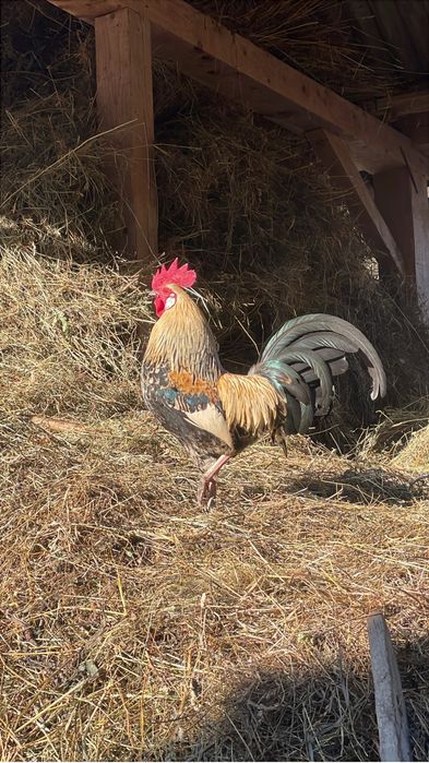 Vand cocoș de italiană