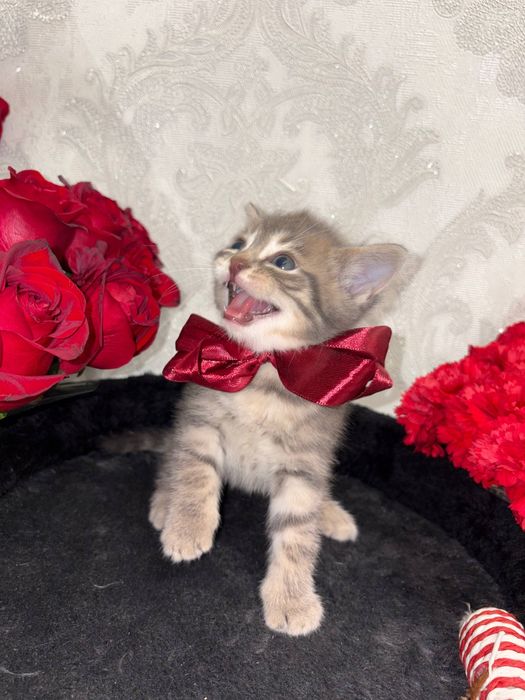 Продаётся котята